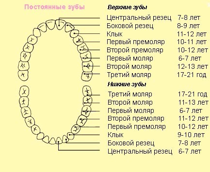 Зубы в 2 6 года. Зубы резцы клыки премоляры моляры. Моляры премоляры резцы схема. Молочные зубы моляры премоляры.